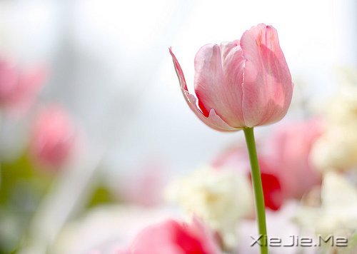 找一个属于自己的地方，在眼泪中懂得遗忘的伤 (1)