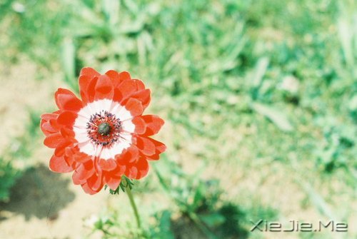 早安心语：不往前走，你将永远停留 (1)