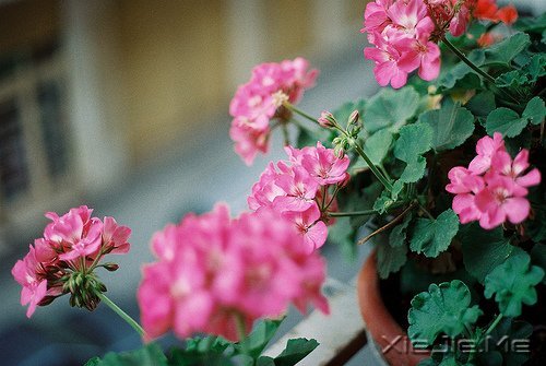 早安心语：不往前走，你将永远停留 (2)