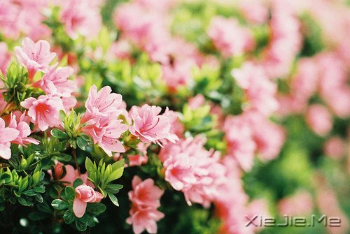 早安心语：不往前走，你将永远停留 (9)