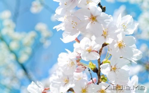 早安心语：你的生命不长，不能用它来悲伤 (7)
